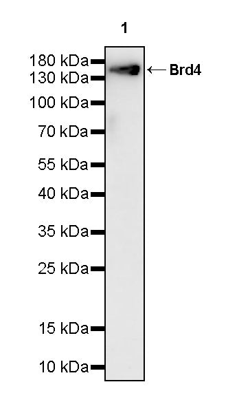 Brd4 Recombinant Rabbit mAb (S-5145)