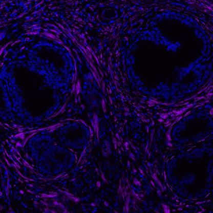 alpha smooth muscle Actin Recombinant Rabbit mAb (Alexa Fluor® 700 Conjugate) (S-132-63)