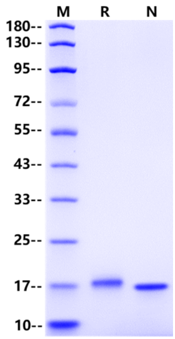 IFN-α 2a Protein, Human