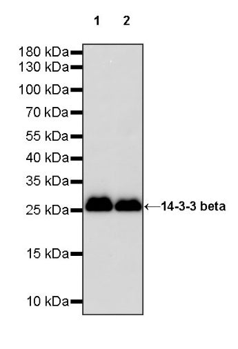 14-3-3 beta Rabbit polyclonal antibody