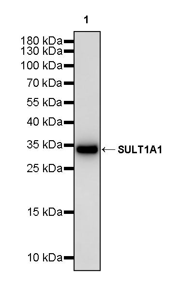 SULT1A1 Recombinant Rabbit mAb (S-4125-51)