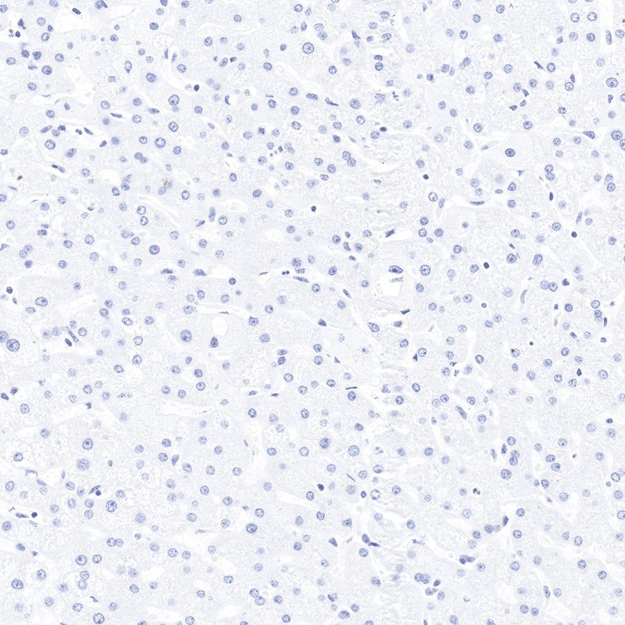 Product image media