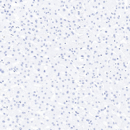 Product image media