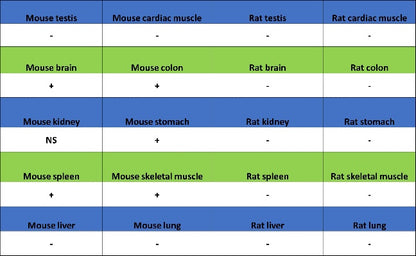 Mouse IL-6 Recombinant  mAb (S-1630-38)