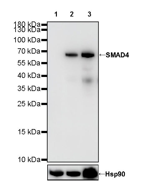 S-RMab® SMAD4 Recombinant Rabbit mAb (SDT-R114)