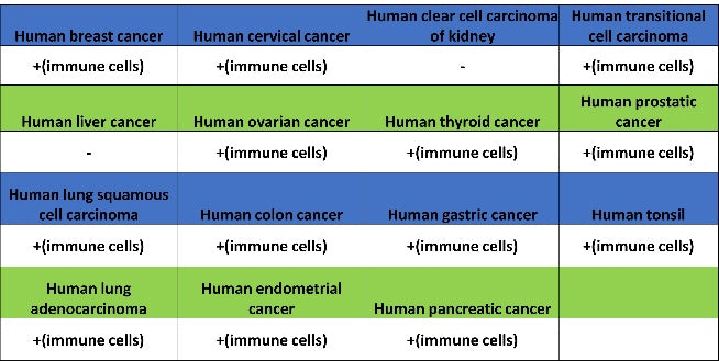 Human IgA1 Recombinant Rabbit mAb (S-2513-50)
