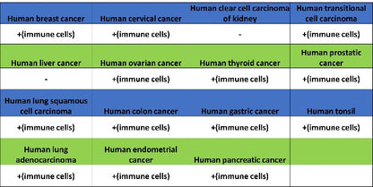Human IgA1 Recombinant Rabbit mAb (S-2513-50)
