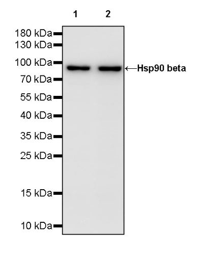 Hsp90 beta Recombinant Rabbit mAb (HRP Conjugate) (SDT-R033)