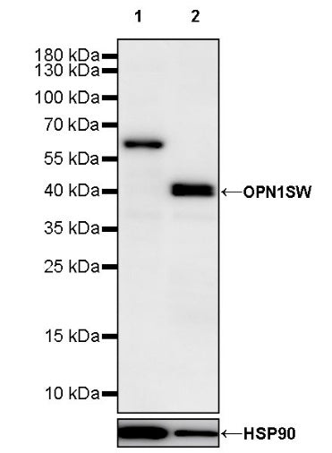 OPN1SW Rabbit Polyclonal Antibody