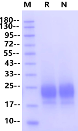 R-Spondin 1(21-146) Protein, Human