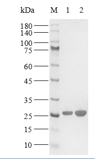 Biotin Kras[G12A] Protein, Human(Load GDP/GMPPNP)