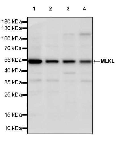 MLKL Rabbit Polyclonal Antibody