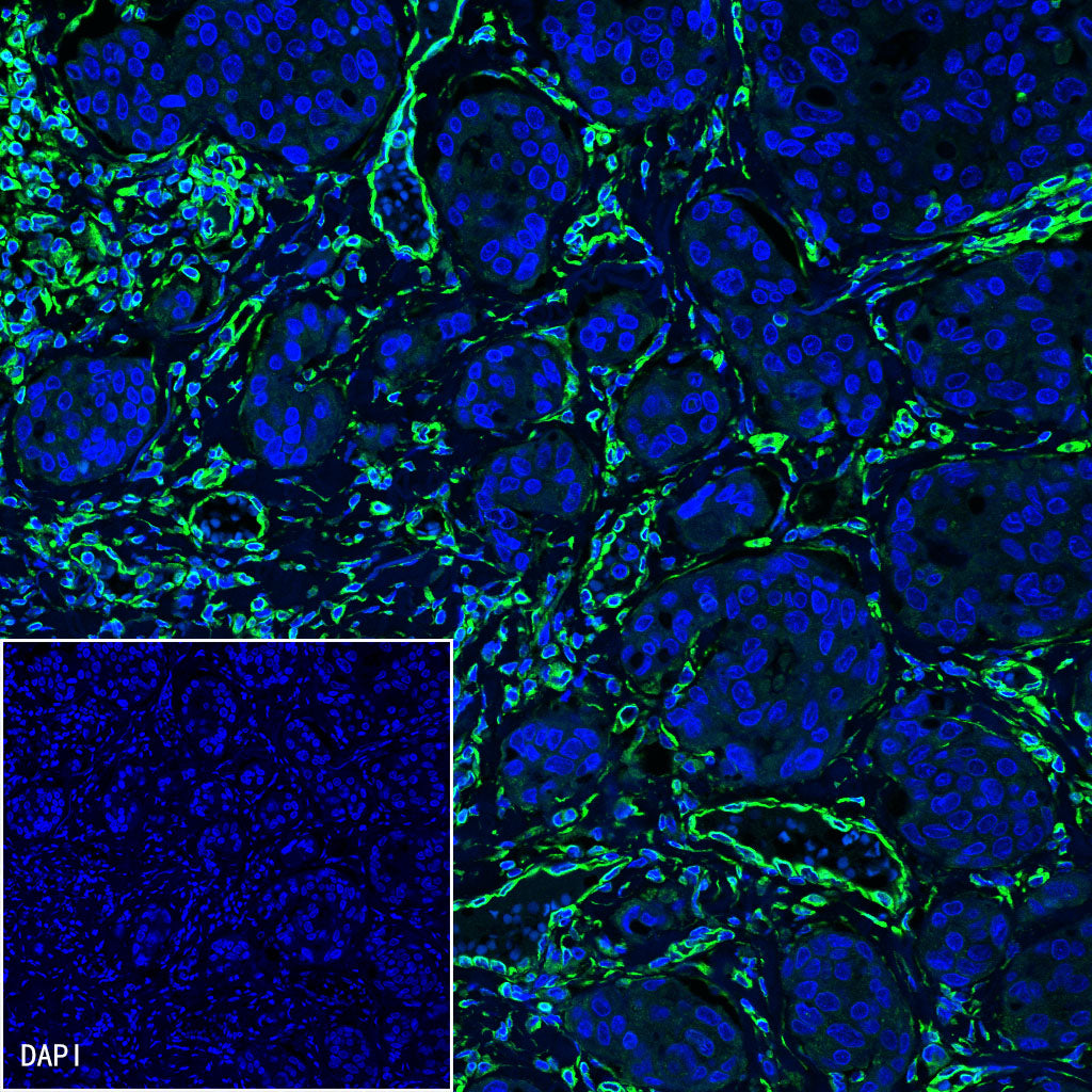 Vimentin Recombinant Rabbit mAb,PBS Only (SDT-029-20)