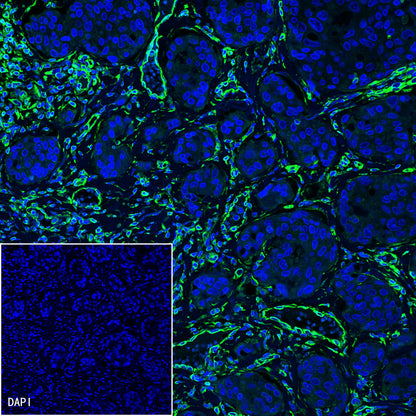 Vimentin Recombinant Rabbit mAb,PBS Only (SDT-029-20)