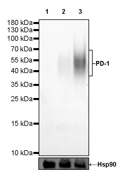S-RMab® PD-1 Recombinant Mouse mAb,PBS Only (SDT-R143)