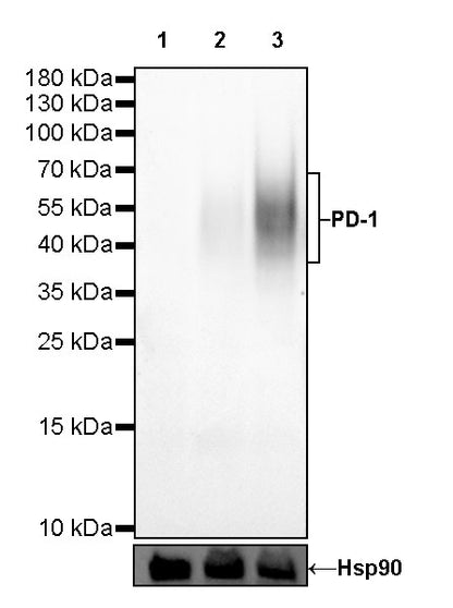 S-RMab® PD-1 Recombinant Mouse mAb,PBS Only (SDT-R143)