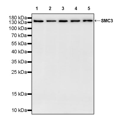 SMC3 Rabbit Polyclonal Antibody