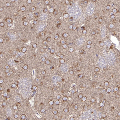 eIF3B Rabbit polyclonal antibody