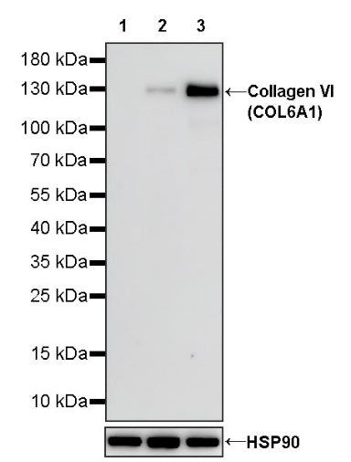 Collagen VI (COL6A1) Recombinant Rabbit mAb (S-1495-18)