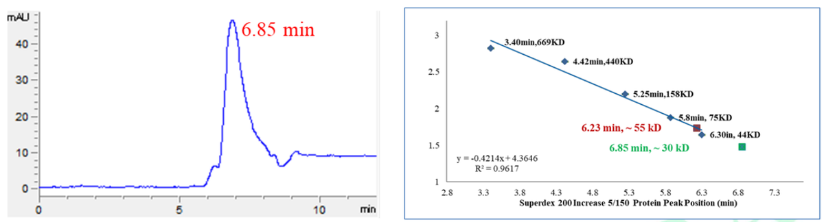 Cyclin B1 Protein, Human