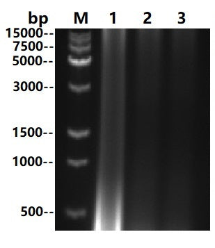 UltraNuclease