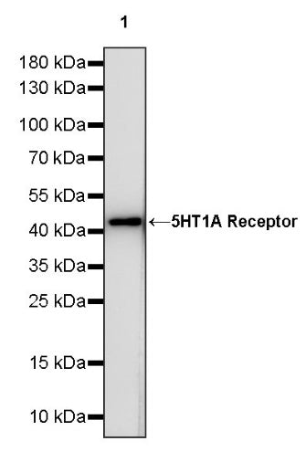 5HT1A Receptor Rabbit Polyclonal Antibody