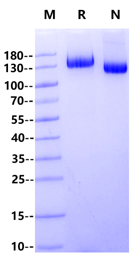 Biotinylated VEGF-R1/Flt-1 His&Avi Tag Protein,  Human