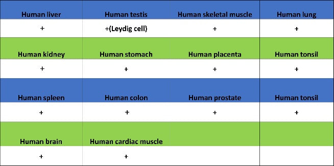 IFIT3 Recombinant Rabbit mAb (S-1893-45)