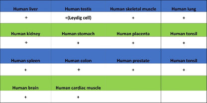 IFIT3 Recombinant Rabbit mAb (S-1893-45)