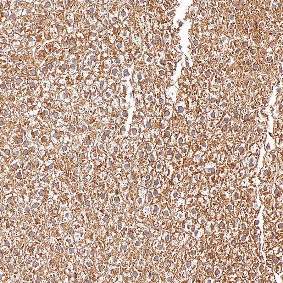 GOT2 Recombinant Rabbit mAb