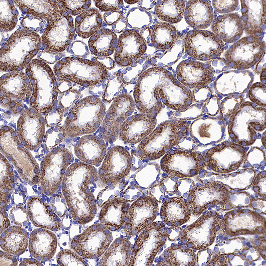 HSP60 Recombinant Mouse mAb (S-5385)