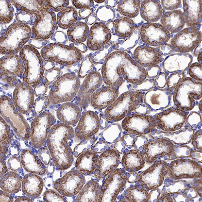 HSP60 Recombinant Mouse mAb (S-5385)