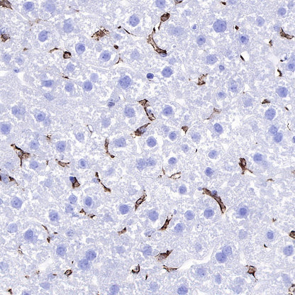 Iba1 Recombinant Rabbit mAb (S-484-18)