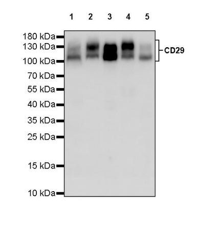 Integrin beta1/CD29 Mouse mAb (S-933-228)