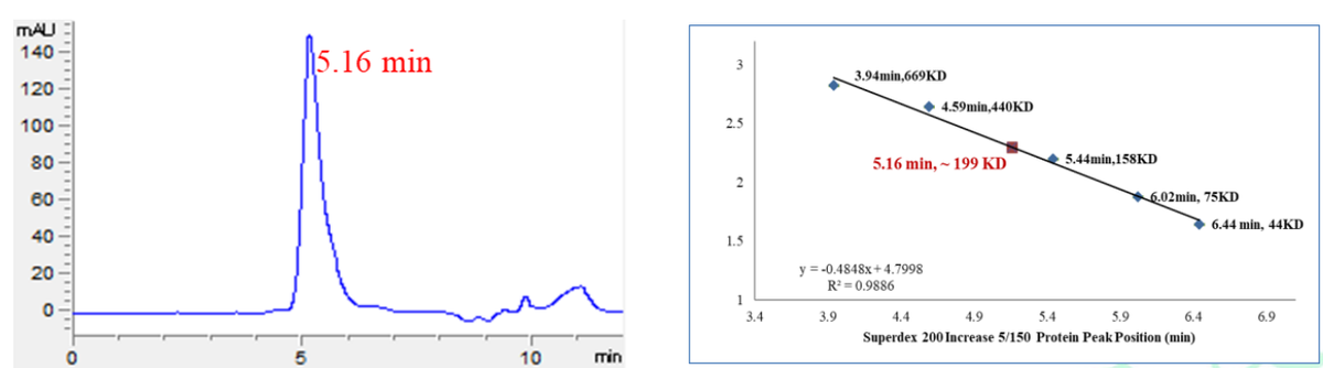 P38γ GST Tag Protein, Human