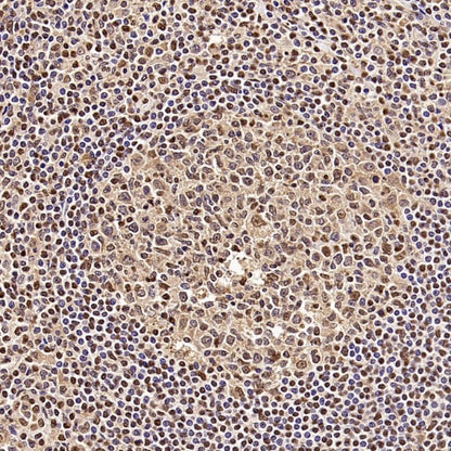 GAPDH Recombinant Mouse mAb (S-4721)