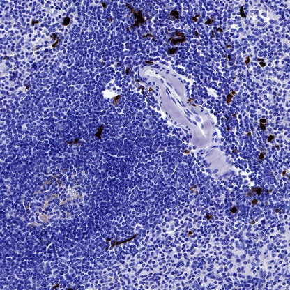 S-RMab® IDO1/Indoleamine 2,3-dioxygenase Recombinant Rabbit mAb (S-259-62)