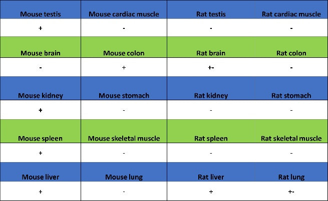 BST2 Recombinant Rabbit mAb (S-1950-247)
