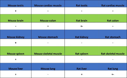 BST2 Recombinant Rabbit mAb (S-1950-247)