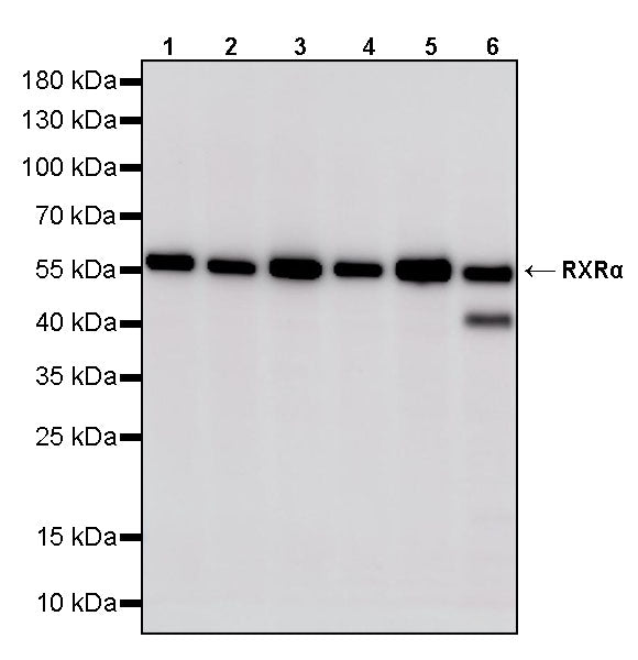 RXRα Recombinant Rabbit mAb