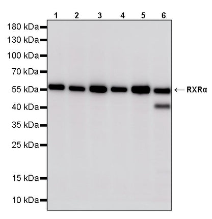 RXRα Recombinant Rabbit mAb