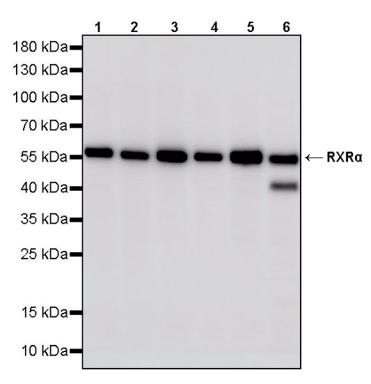 RXRα Recombinant Rabbit mAb