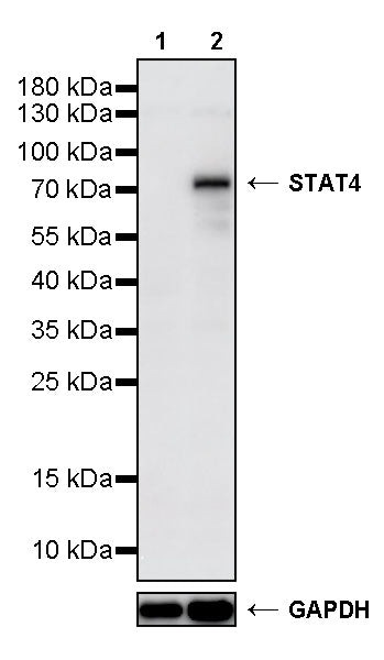 Stat4 Recombinant Rabbit mAb (S-4916-70)