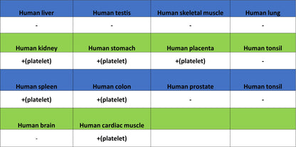 PF4 Recombinant Rabbit mAb (SDT-4218)