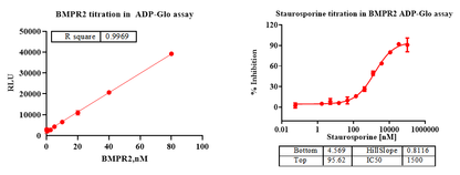 BMPR2 Protein, Human