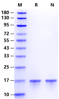 FGF-4 Protein, Human