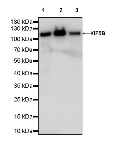 KIF5B+KIF5C Recombinant Rabbit mAb (S-2452-15)