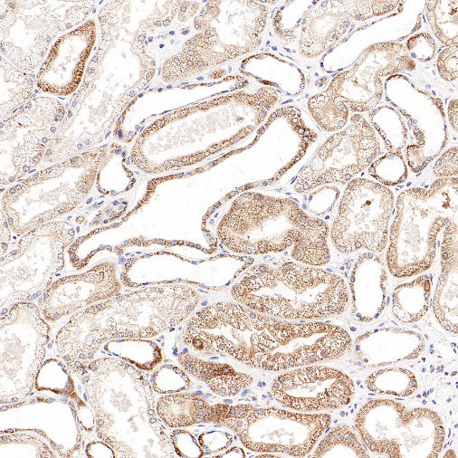 Thioredoxin/TRX Recombinant Rabbit mAb (S-1862-26)