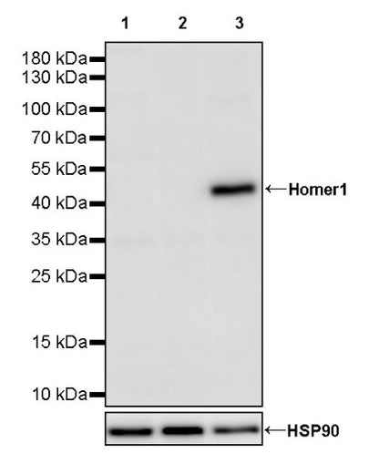 Homer1 Rabbit Polyclonal Antibody