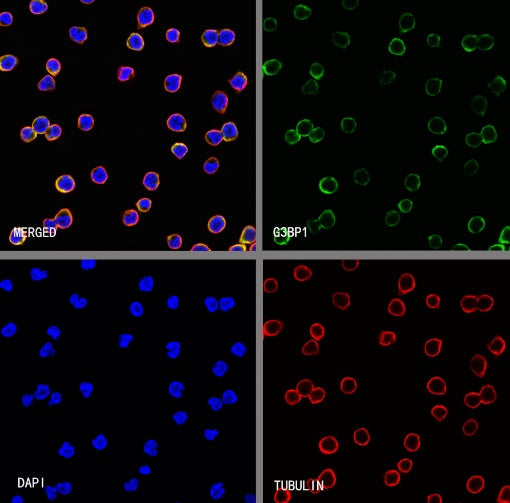 G3BP1 Rabbit Polyclonal Antibody
